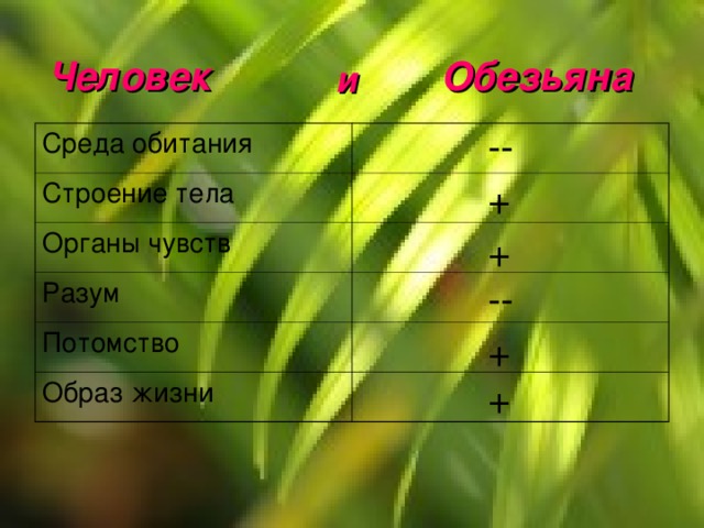Человек Обезьяна и -- Среда обитания Строение тела Органы чувств Разум Потомство Образ жизни + + -- + + 