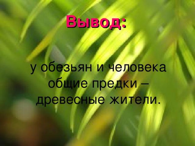 Вывод: у обезьян и человека общие предки – древесные жители. 