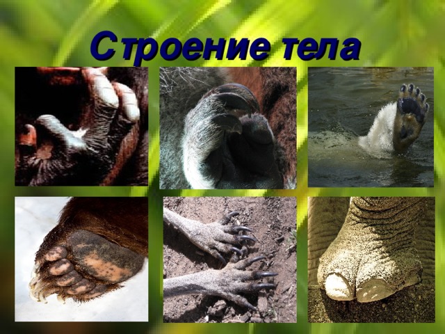 Строение тела 
