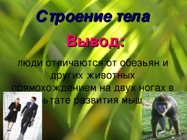 Строение тела Вывод: люди отличаются от обезьян и других животных прямохождением на двух ногах в результате развития мышц ног. 