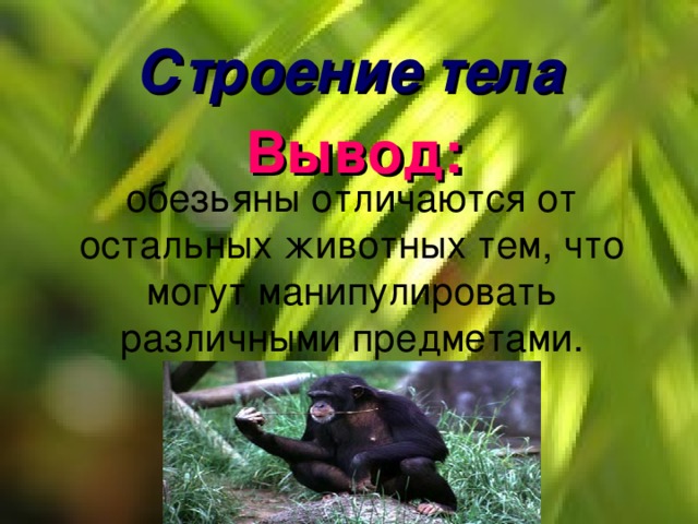 Строение тела обезьяны отличаются от остальных животных тем, что могут манипулировать различными предметами. Вывод: 