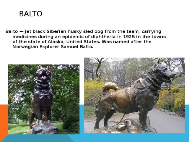 Balto Balto — jet black Siberian husky sled dog from the team, carrying medicines during an epidemic of diphtheria in 1925 in the towns of the state of Alaska, United States. Was named after the Norwegian Explorer Samuel Balto. 