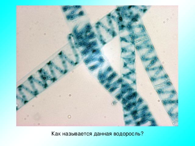 Как называется данная водоросль? 