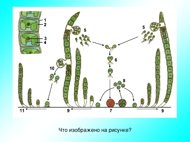 Что изображено на рисунке? 