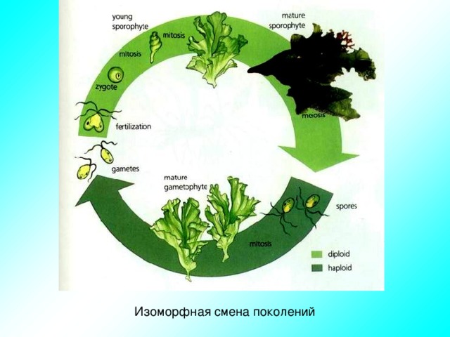 Изоморфная смена поколений 