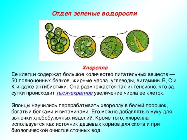 Отдел зеленые водоросли Хлорелла Ее клетки содержат большое количество питательных веществ — 50 полноценных белков, жирные масла, углеводы, витамины В, С и К и даже антибиотики. Она размножается так интенсивно, что за сутки происходит тысячекратное увеличение числа ее клеток. Японцы научились перерабатывать хлореллу в белый порошок, богатый белками и витаминами. Его можно добавлять в муку для выпечки хлебобулочных изделий. Кроме того, хлорелла используется как источник дешевых кормов для скота и при биологической очистке сточных вод.  