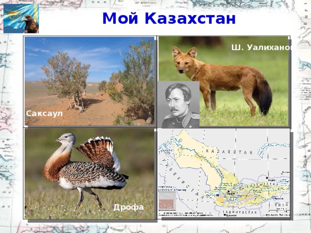 Мой Казахстан 1. Дерево, на дающее тени 2. Ученый, открывший красного волка 3. Какую птицу называют «степной курицей»? Самая мутная река страны? Ш. Уалиханов Саксаул Дрофа