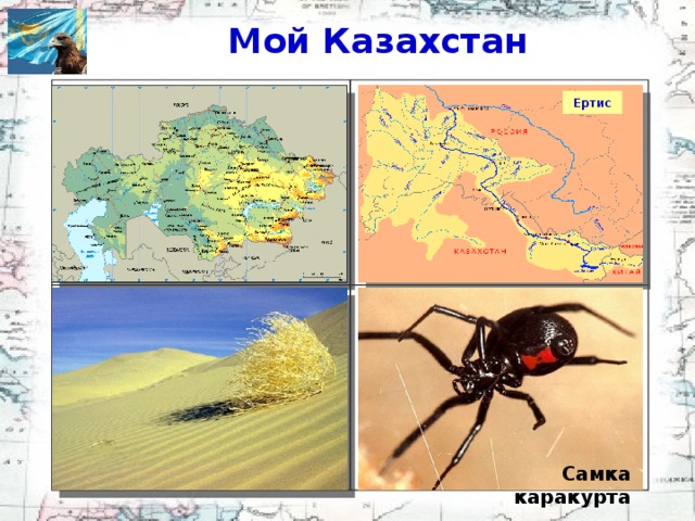 Ертис Мой Казахстан 1. Какой тип рельефа преобладает на территории нашей страны?  2. Какую реку Казахстана называют «транзитная река»? 3. Самая большая природная зона Казахстана «Черная вдова». О каком животном идет речь?   Самка каракурта