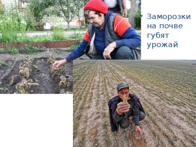 За Заморозки на почве губят урожай 