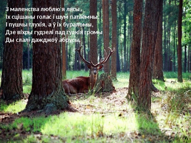 З маленства люблю я лясы,  Іх сцішаны голас і шум патаёмны,  І пушчы глухія, а ў іх бураломы,  Дзе віхры гудзелі пад гулкія громы  Ды слалі дажджоў абрусы. 