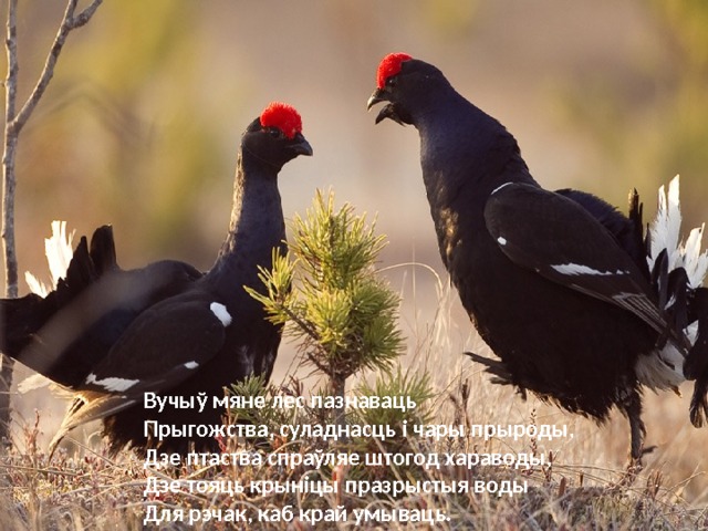 Вучыў мяне лес пазнаваць  Прыгожства, суладнасць і чары прыроды,  Дзе птаства спраўляе штогод хараводы,  Дзе тояць крыніцы празрыстыя воды  Для рэчак, каб край умываць. 