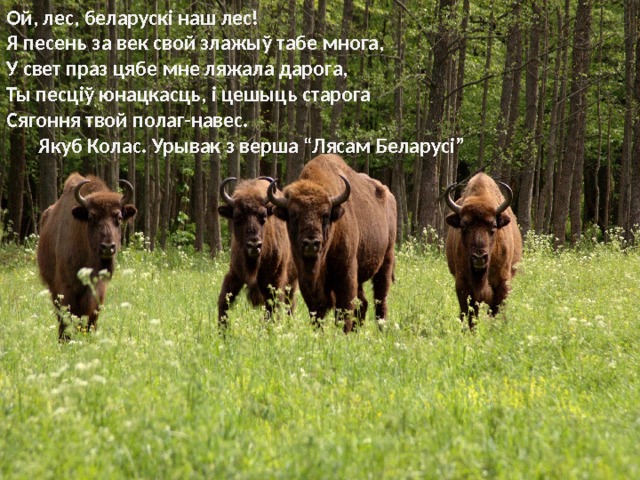 Ой, лес, беларускі наш лес!  Я песень за век свой злажыў табе многа,  У свет праз цябе мне ляжала дарога,  Ты песціў юнацкасць, і цешыць старога  Сягоння твой полаг-навес.  Якуб Колас. Урывак з верша “Лясам Беларусі” 