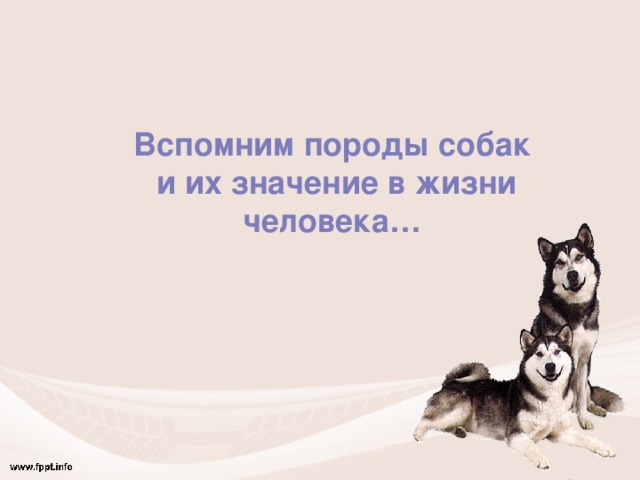Вспомним породы собак  и их значение в жизни человека… 