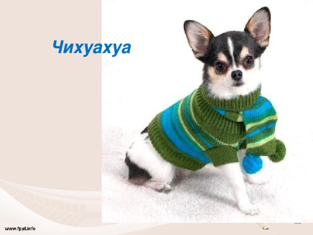 Чихуахуа 