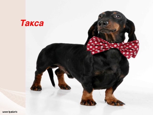 Такса 