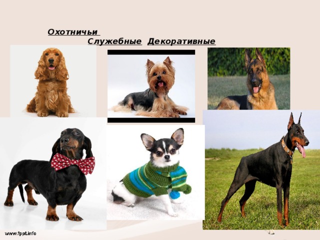 Охотничьи  Служебные  Декоративные 