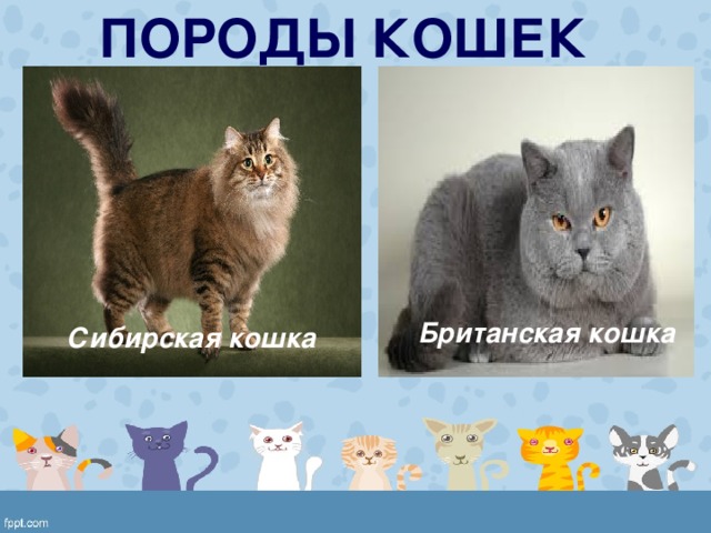 ПОРОДЫ КОШЕК Британская кошка Сибирская кошка 