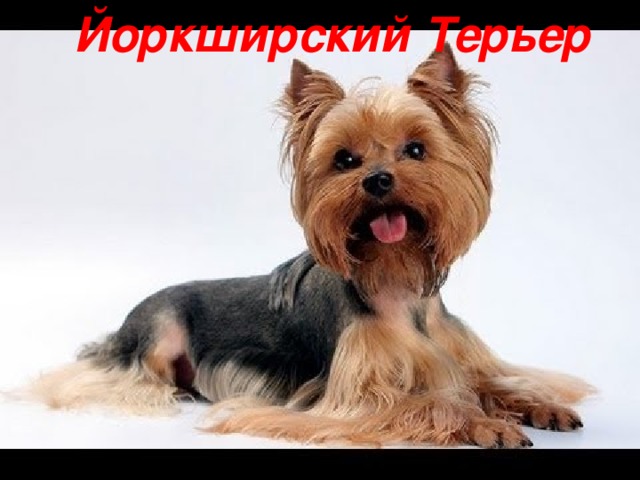 Йоркширский Терьер 