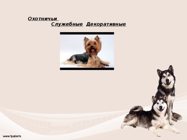 Охотничьи  Служебные  Декоративные 