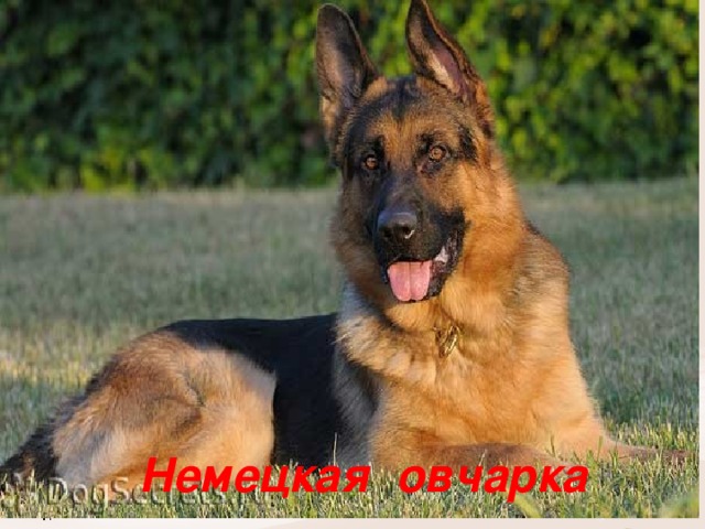 Немецкая овчарка 