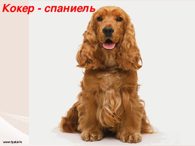Кокер - спаниель 