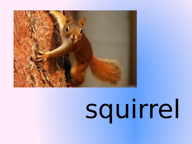 squirrel  