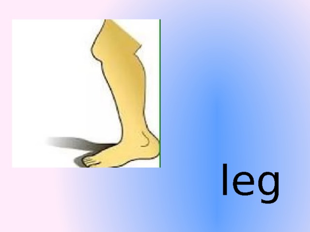 leg  