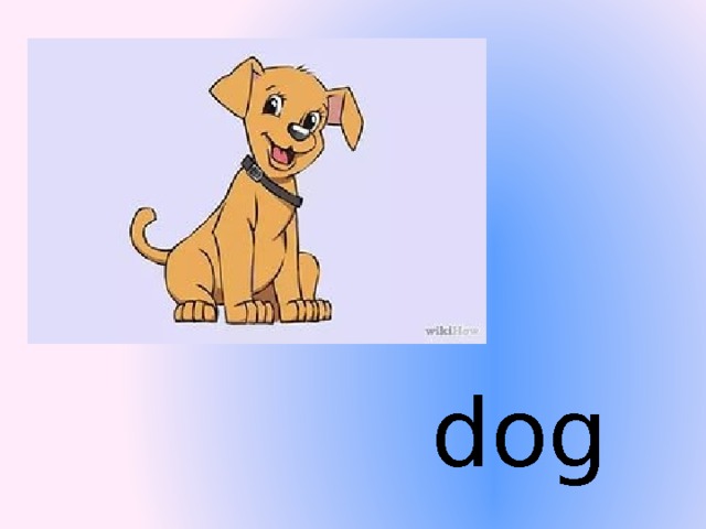 dog  