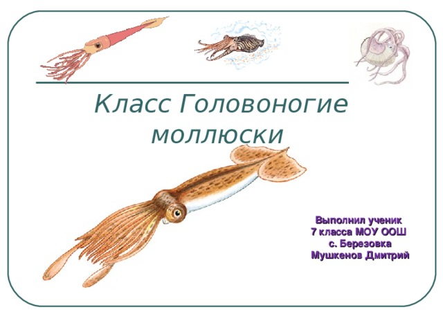 Класс Головоногие моллюски Выполнил ученик 7 класса МОУ ООШ с. Березовка Мушкенов Дмитрий 
