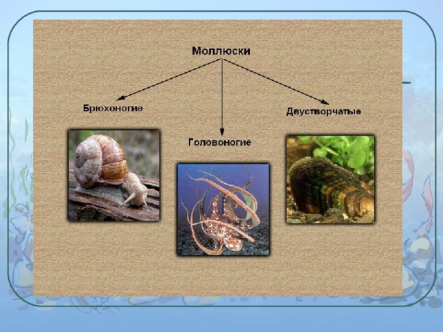 Вид раковины головоногих моллюсков