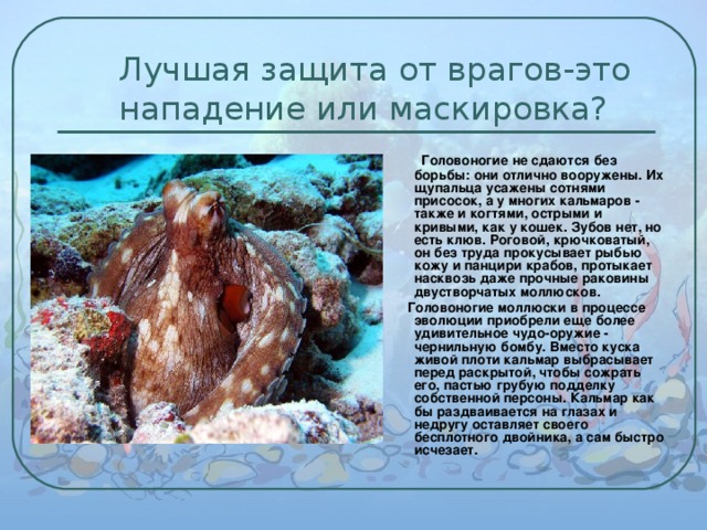 Лучшая защита от врагов-это нападение или маскировка?  Головоногие не сдаются без борьбы: они отлично вооружены. Их щупальца усажены сотнями присосок, а у многих кальмаров - также и когтями, острыми и кривыми, как у кошек. Зубов нет, но есть клюв. Роговой, крючковатый, он без труда прокусывает рыбью кожу и панцири крабов, протыкает насквозь даже прочные раковины двустворчатых моллюсков.  Головоногие моллюски в процессе эволюции приобрели еще более удивительное чудо-оружие - чернильную бомбу. Вместо куска живой плоти кальмар выбрасывает перед раскрытой, чтобы сожрать его, пастью грубую подделку собственной персоны. Кальмар как бы раздваивается на глазах и недругу оставляет своего бесплотного двойника, а сам быстро исчезает.  