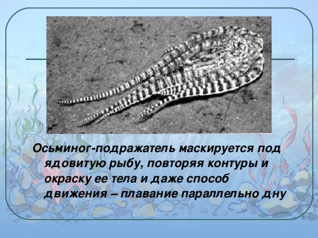 Осьминог-подражатель маскируется под ядовитую рыбу, повторяя контуры и окраску ее тела и даже способ движения – плавание параллельно дну  