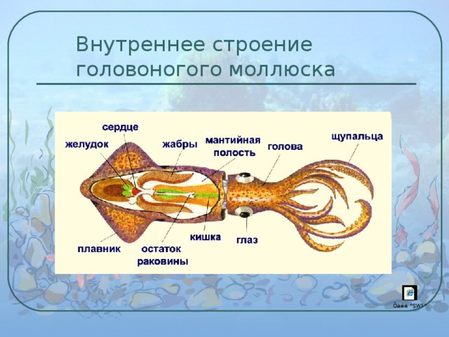 Строение моллюска рисунок с подписями