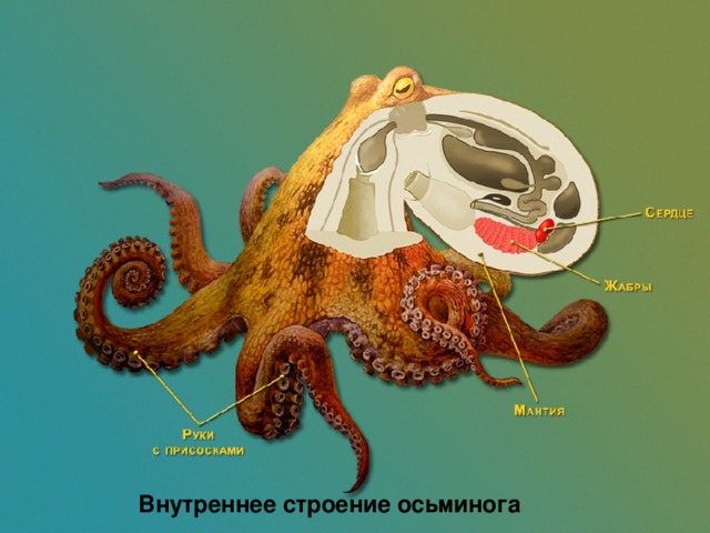 Внутреннее строение осьминога 