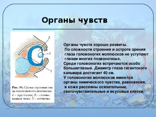  Органы чувств Органы чувств хорошо развиты.  По сложности строения и остроте зрения  глаза головоногих моллюсков не уступают  глазам многих позвоночных. Среди головоногих встречаются особо большеглазые. Диаметр глаза гигантского кальмара достигает 40 см. У головоногих моллюсков имеются органы химического чувства, равновесия,  в коже рассеяны осязательные, светочувствительные и вкусовые клетки. 