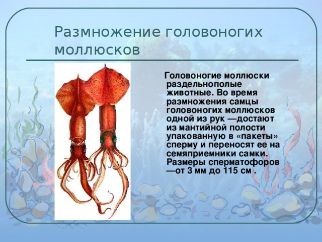 Размножение головоногих моллюсков  Головоногие моллюски раздельнополые животные. Во время размножения самцы головоногих моллюсков одной из рук —достают из мантийной полости упакованную в «пакеты» сперму и переносят ее на семяприемники самки. Размеры сперматофоров—от 3 мм до 115 см . 