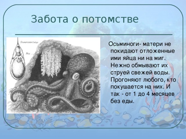  Забота о потомстве  Осьминоги- матери не покидают отложенные ими яйца ни на миг. Нежно обмывают их струей свежей воды. Прогоняют любого, кто покушается на них. И так - от 1 до 4 месяцев без еды. 
