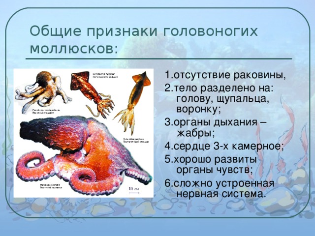 Общие признаки головоногих моллюсков: 1.отсутствие раковины, 2.тело разделено на: голову, щупальца, воронку; 3.органы дыхания – жабры; 4.сердце 3-х камерное; 5.хорошо развиты органы чувств; 6.сложно устроенная нервная система. 