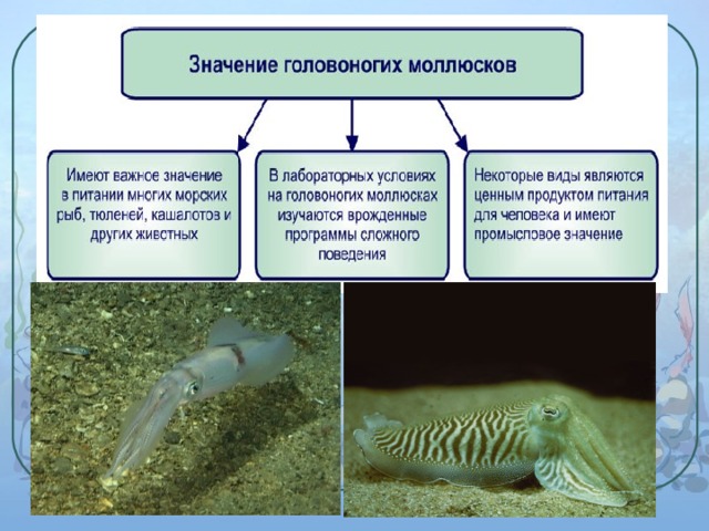 Презентация класс головоногие 7 класс