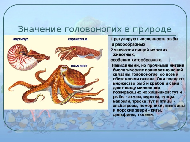 Значение головоногих в природе  1.регулируют численность рыбы  и ракообразных  2.являются пищей морских животных,  особенно китообразных.  Невидимыми, но прочными нитями биологических взаимоотношений связаны головоногие со всеми обитателями океана. Они поедают множество рыб и крабов и сами дают пищу миллионам пожирающих их хищников: тут и рыбы - акулы, мурены, тунцы, макрели, треска; тут и птицы - альбатросы, поморники, пингвины и морские звери - киты, дельфины, тюлени. 