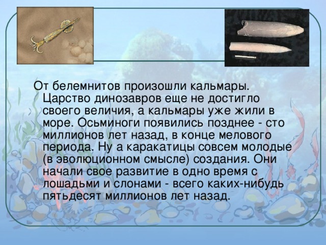  От белемнитов произошли кальмары. Царство динозавров еще не достигло своего величия, а кальмары уже жили в море. Осьминоги появились позднее - сто миллионов лет назад, в конце мелового периода. Ну а каракатицы совсем молодые (в эволюционном смысле) создания. Они начали свое развитие в одно время с лошадьми и слонами - всего каких-нибудь пятьдесят миллионов лет назад. 