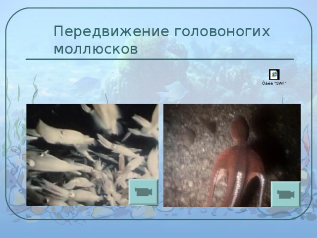 Передвижение головоногих моллюсков 