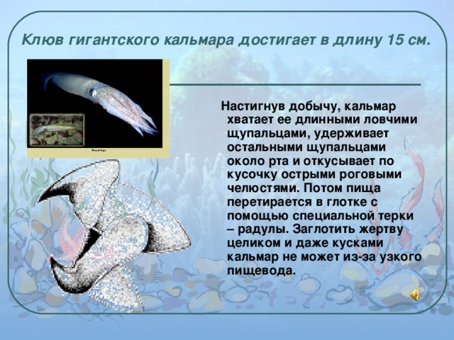 Клюв гигантского кальмара достигает в длину 15 см.   Настигнув добычу, кальмар хватает ее длинными ловчими щупальцами, удерживает остальными щупальцами около рта и откусывает по кусочку острыми роговыми челюстями. Потом пища перетирается в глотке с помощью специальной терки – радулы. Заглотить жертву целиком и даже кусками кальмар не может из-за узкого пищевода. 