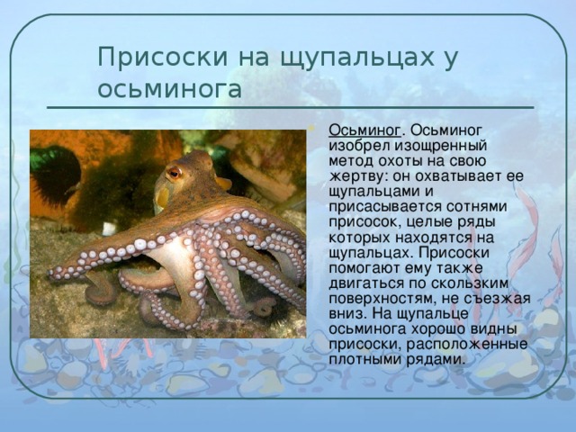 Присоски на щупальцах у осьминога Осьминог . Осьминог изобрел изощренный метод охоты на свою жертву: он охватывает ее щупальцами и присасывается сотнями присосок, целые ряды которых находятся на щупальцах. Присоски помогают ему также двигаться по скользким поверхностям, не съезжая вниз. На щупальце осьминога хорошо видны присоски, расположенные плотными рядами. 