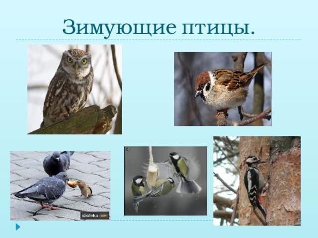 Зимующие  птицы.
