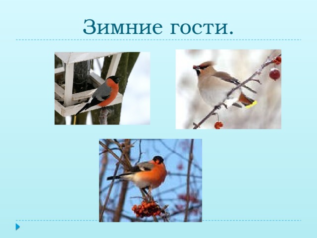 Зимние гости.