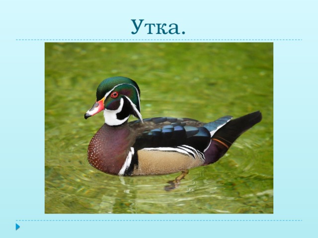 Утка.