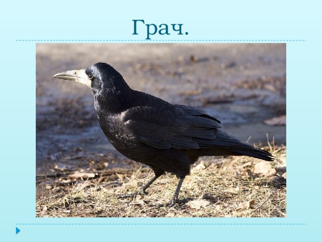 Грач.