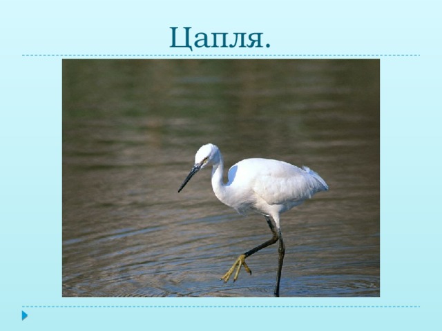Цапля.