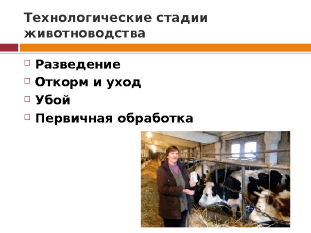 Технологические стадии животноводства Разведение Откорм и уход Убой Первичная обработка 